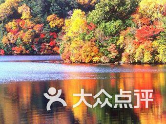 舞熊森林逃生